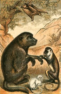Lentävä lemur, paviaani, Diana Monkey ja Marmoset tekijältä English School