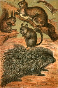 Liito-oravat, orava, chinchilla ja porcupine tekijältä English School