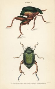 Sammakkojalkakuoriainen tai kengurukuoriainen, Sagra papuana 1 ja Shining leaf chafer -kuoriainen, Chrysophora chrysochlora tekijältä English School