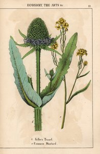 Fullerin teasel tai ohdake ja tavallinen sinappi keltaisilla kukilla  , julkaisusta "The Instructive Picturebook, or Lessons from the Vegetable World", [Charlotte Mary Yonge], Edinburgh tekijältä English School