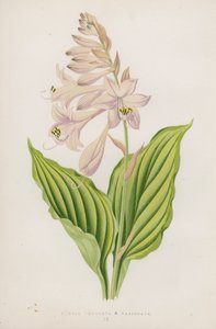 Funkia Undulata; B Variegata (värilitra) tekijältä English School