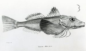 Galapagos Gurnard, levy 6 Charles Darwinin teoksesta "The Zoology of the Voyage of H.M.S Beagle, 1832-36" tekijältä English School