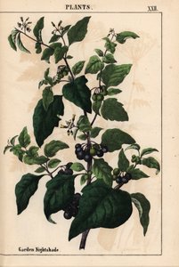 Puutarha tai musta yövoide mustilla marjoilla Solanum nigrum   , julkaisusta "The Instructive Picturebook, or Lessons from the Vegetable World", [Charlotte Mary Yonge], Edinburgh tekijältä English School