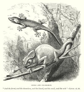 Gecko ja kameleontti (kaiverrus) tekijältä English School