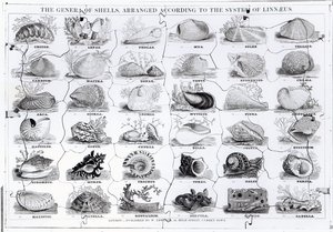 Genera of Shells palapeli, pub. kirjoittanut W. Edwards tekijältä English School