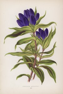 Gentiana Andrewsii (värilitro) tekijältä English School