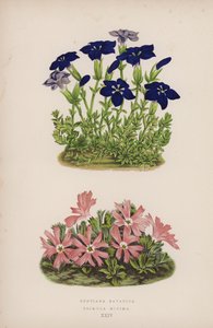 Gentiana Bavarica; Primula Minima (väri litho) tekijältä English School