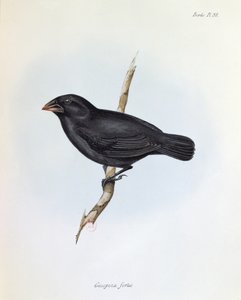 Geospiza Fortis, kuvitus teoksesta The Zoology of the Voyage of H.M.S. Beagle, 1832-36, kirjoittanut Charles Darwin (1809-92), 1840 tekijältä English School
