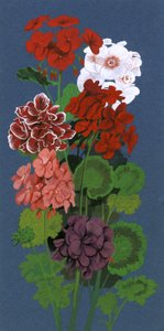 Geraniums tekijältä English School