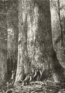 Giant Gum Tree, n. 1880, Howard Willoughbyn "Australian Pictures" -julkaisusta, julkaisija Religious Tract Society, Lontoo, 1886 tekijältä English School