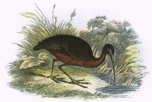 Kiiltävä Ibis