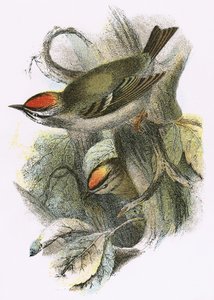 Goldcrest (alhaalla) ja Firecrest (ylhäällä) tekijältä English School