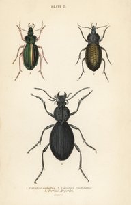 Kultainen maakuoriainen, Carabus auratus 1, maakuoriainen, Carabus clathratus 2 ja suuri musta maakuoriainen, Tefflus megerlei tekijältä English School