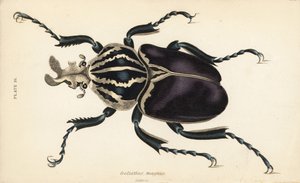 Goljatkuoriainen, Goliathus goliatus (Goliathus magnus) tekijältä English School