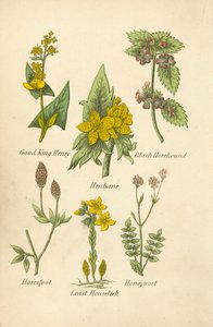 Good King Henry, Henbane, Black Horehound, Haresfoot, Least Houseleek, Honeywort (värilitro). tekijältä English School