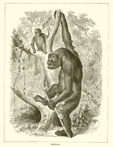 Gorilla tekijältä English School