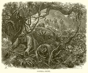 Gorilla metsästys tekijältä English School