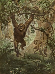 Gorillat kotona tekijältä English School