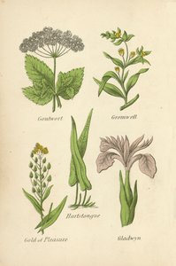 Goutwort, Gromwell, Hartstongue, Gold of Pleasure, Gladwyn tekijältä English School