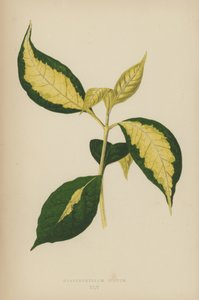 Graptophyllum Pictum tekijältä English School