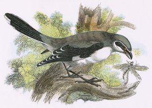 Suuri harmaa Shrike