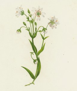 Iso tikankontti, Stellaria Holostea (väriliitossa) tekijältä English School