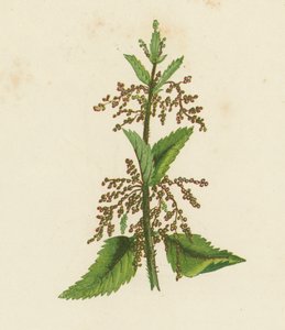 Vihreä nokkonen, Urtica Dioica (värilitra) tekijältä English School