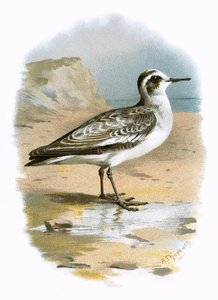 Harmaa phalarope