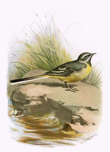 Harmaa wagtail