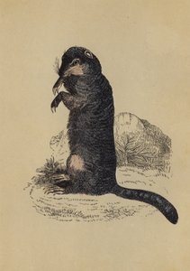 Maaorava (värilitografia) tekijältä English School