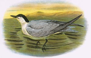 Lokkitiira