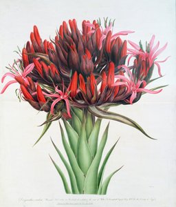 Gymea Lily, 1826 (wc paperilla) tekijältä English School