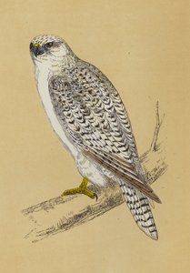 Gyr-Falcon (väri litho) tekijältä English School