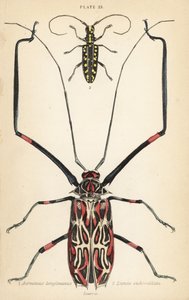 Harlekiinikuoriainen, Acrocinus longimanus 1, ja litteäkuoriainen, Taeniotes subocellatus tekijältä English School
