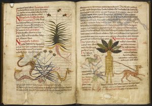 Harley MS 5294 ff.42v - 43r Pseudo-Apuleius Complexin yrttejä käsittelevät sivut (muste ja väri velumilla) tekijältä English School