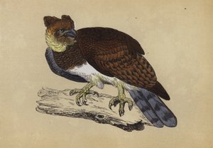 Harpy Eagle (väri litho) tekijältä English School