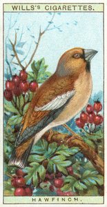 Hawfinch tekijältä English School