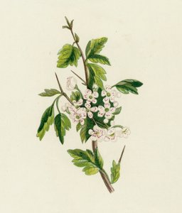 Orapihlaja, Crataegus Oxyacantha tekijältä English School