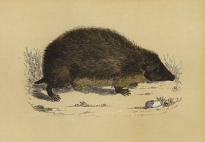 Hedge-Hog (väri litho) tekijältä English School
