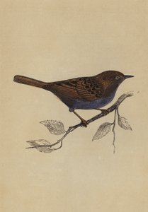 Hedge Sparrow (väri litho) tekijältä English School