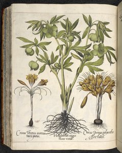 Helleborus Niger (musta hellebore) 