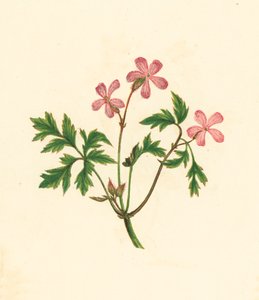 Herb Robert, tai Poor Robin, Geranium Robertianum (värilitosiini) tekijältä English School