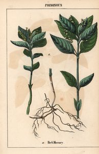 Yrtti elohopeaa   , julkaisusta "The Instructive Picturebook, or Lessons from the Vegetable World", [Charlotte Mary Yonge], Edinburgh tekijältä English School