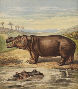 Hippopotamus (värilitografia) tekijältä English School