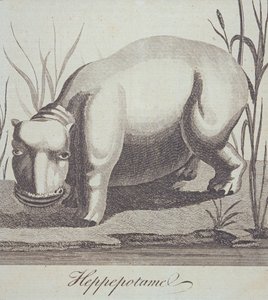 Virtahepo, The Gentlemans Magazinesta, julkaistu joulukuussa 1772 tekijältä English School