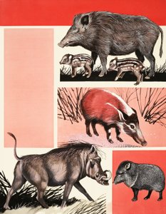 Hogs and Boars -montaasi tekijältä English School