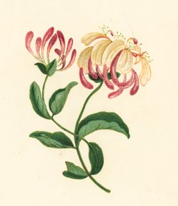 Kuusama, Lonicera Periclymenum (värilitho) tekijältä English School