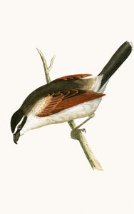 Hooded Shrike, kuvitus Charles Robert Breen (1811-86) teoksesta "A History of the Birds of the Birds of the British Islands", julkaistu 1867 tekijältä English School