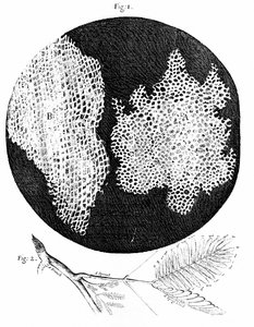 Hooken havainnot korkin solurakenteesta (kuva 1) ja herkän (Sensitive) kasvin oksa (kuva 2) 1665 (kaiverrus). tekijältä English School