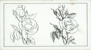 Miten piirtää: Study of a rose (litografia) tekijältä English School